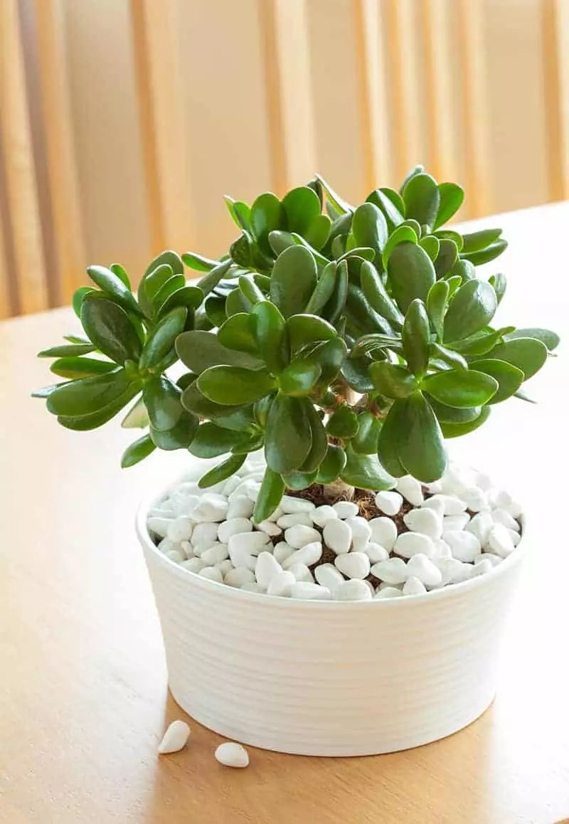The jade plant is native to south africa, and is recognisable by its fat, fleshy round or oval green leaves, often tipped with hints of red . Jade Plants For Sale Buying Growing Guide Trees Com