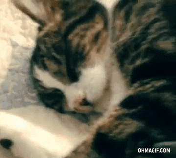 Aqui Tienes 10 Gifs Que Ya Deberias Estar Compartiendo Por Whatsapp
