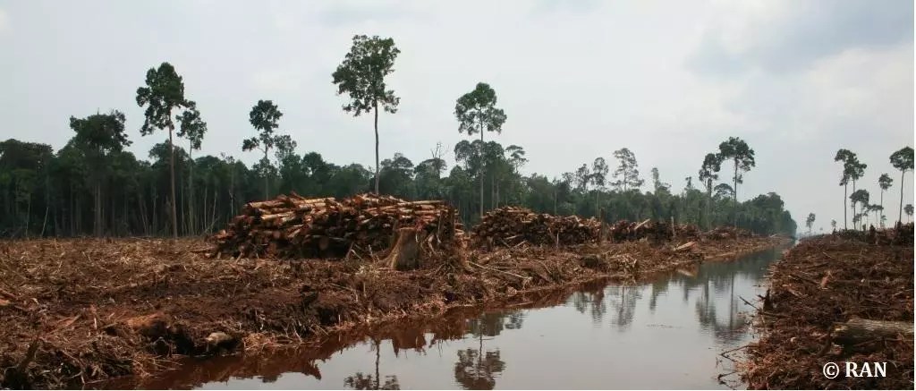Tentang maksud dan tujuan dari pembentukan area model sebagai bagian dari. Mencari Dana Restorasi Gambut Tuk Indonesia