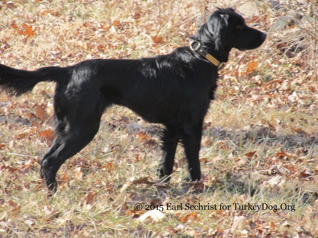 You get the chance to take a more personalized approach to providing the food that your friend and pet gets to eat every day. Earl Sechrist on hunting fall turkey with dogs in Virginia