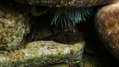 Lepadogaster candolii