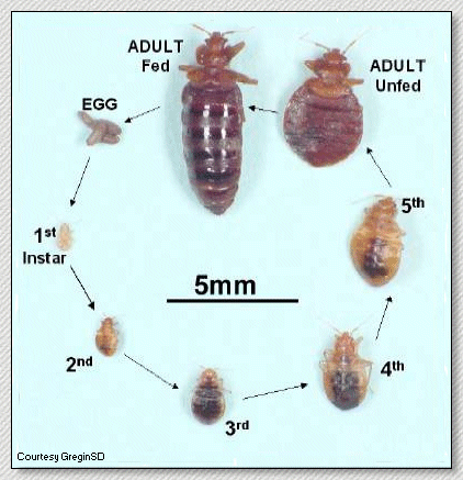 Whether the bed mites involved are dust mites or bed bugs, they can be extremely frustrating and hard to get rid of. Bedbugs and their proper control - United Exterminating
