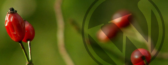 All from our global community of web developers. 6 Best Watermark Wordpress Plugins To Protect Site Images 2021