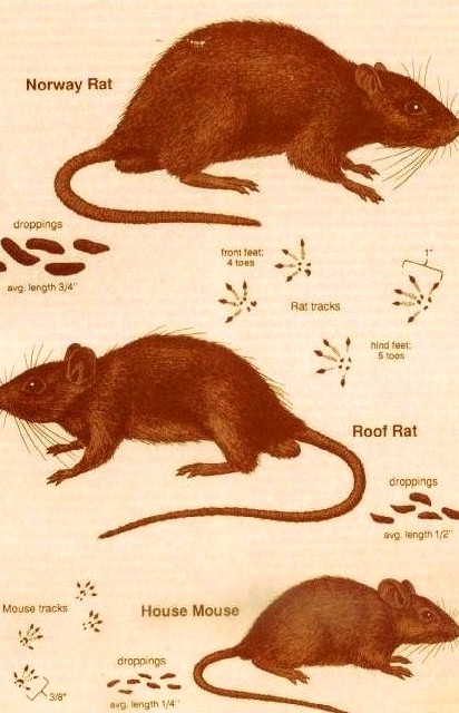 Located near seaworld, red roof inn san antonio, tx is a cheap pet friendly hotel with free parking & wifi. Rats and Mice - U. S. PEST in San Antonio, TX