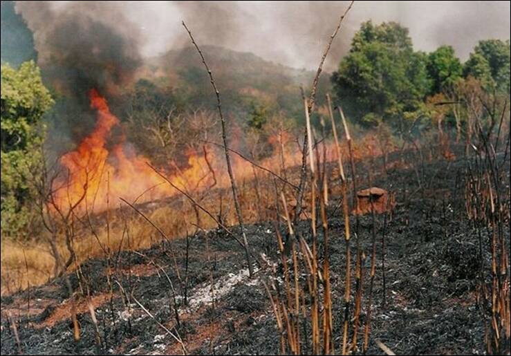 Enforce extant environmental laws to prevent bush burning — Minister