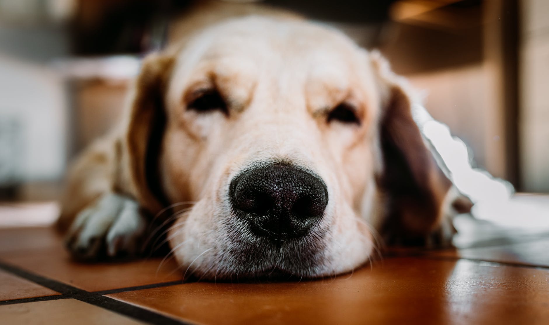 Quieres salir a tomar algo o a comer con tu peludo por madrid? Restaurantes Veggies Para Ir Con Perro En Madrid Restaurantes