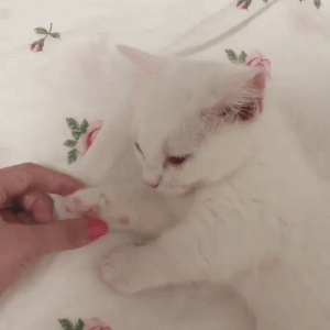 Fammi Sentire Il Tuo Calore Prima Della Buona Notte Video Fanpage
