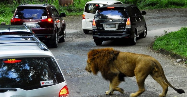 Wisata Petualangan Taman Safari Beri Makan Harimau, Berani? – VIRALKATA.COM