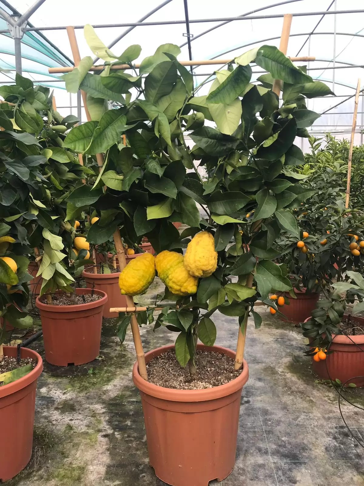 Die begriffe robnie, akazie und mimose führen im allgemeinen sprachgebrauch zu einiger verwirrung. Piante di Limoni - Vivaio Cecchi - Olivi in vaso