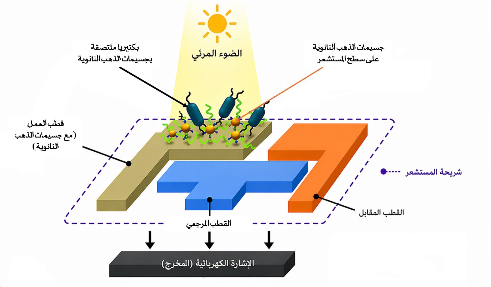 جامعة السلطان قابوس تُضيف براءتي اختراع أمريكيتين إلى رصيدها العلمي