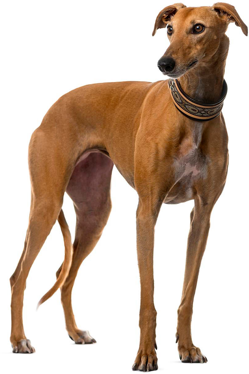 Image result for greyhound