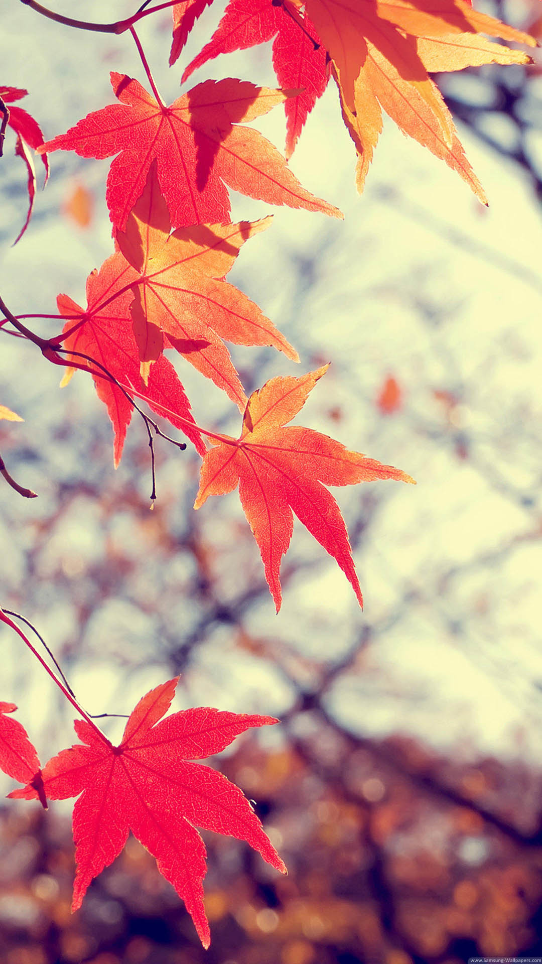 Tablet & smartphone| page 1 Hd Wallpapers For Mobile Tree Leaf Black Maple Maple Leaf Red 1837 Wallpaperuse