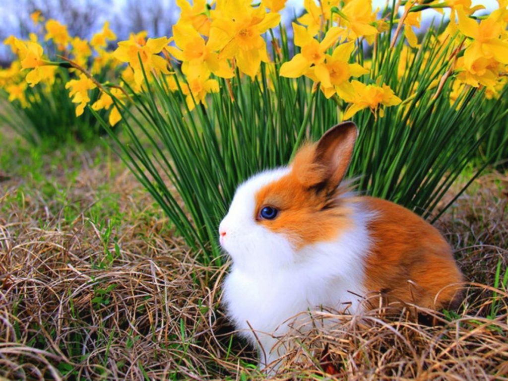 New lukisan diamond 5d diy gambar kelinci paskah untuk dekorasi rumah. Wallpaper Kelinci Bergerak Rabbit Domestic Rabbit Rabbits And Hares Grass Hare 188329 Wallpaperuse
