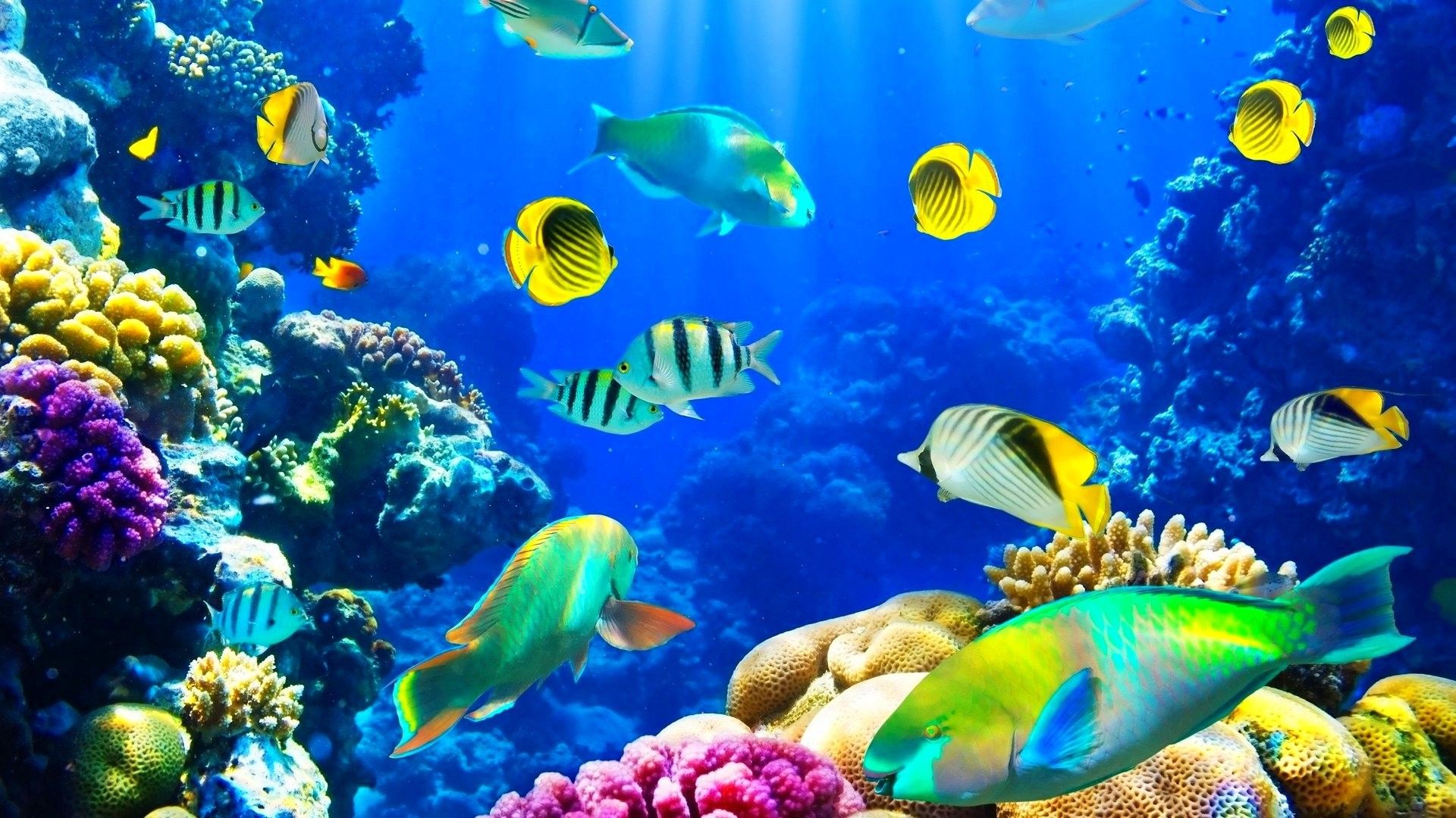 Ocean seabed reef exotic marine fish desktop wallpaper backgrounds hd. Sea Life Wallpaper Organism Purple Electric Blue Macro Photography Fractal Art 522386 Wallpaperuse