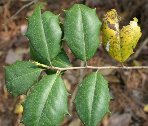 Leaves will develop scorched or bronzed/yellow areas on the side of . Gardenia, Holly, Magnolia, Azalea, Camellia, Anise