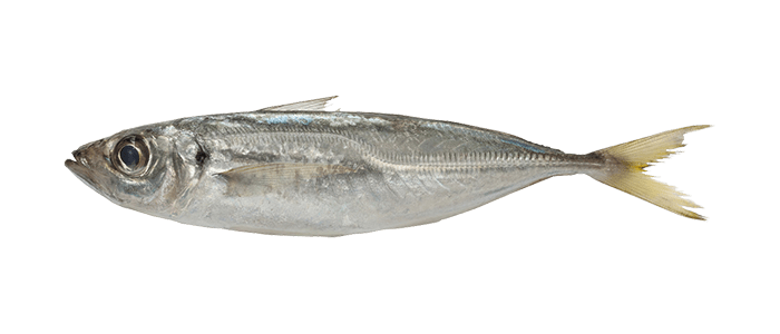 Mackerel 中文鯖屬 Ygph