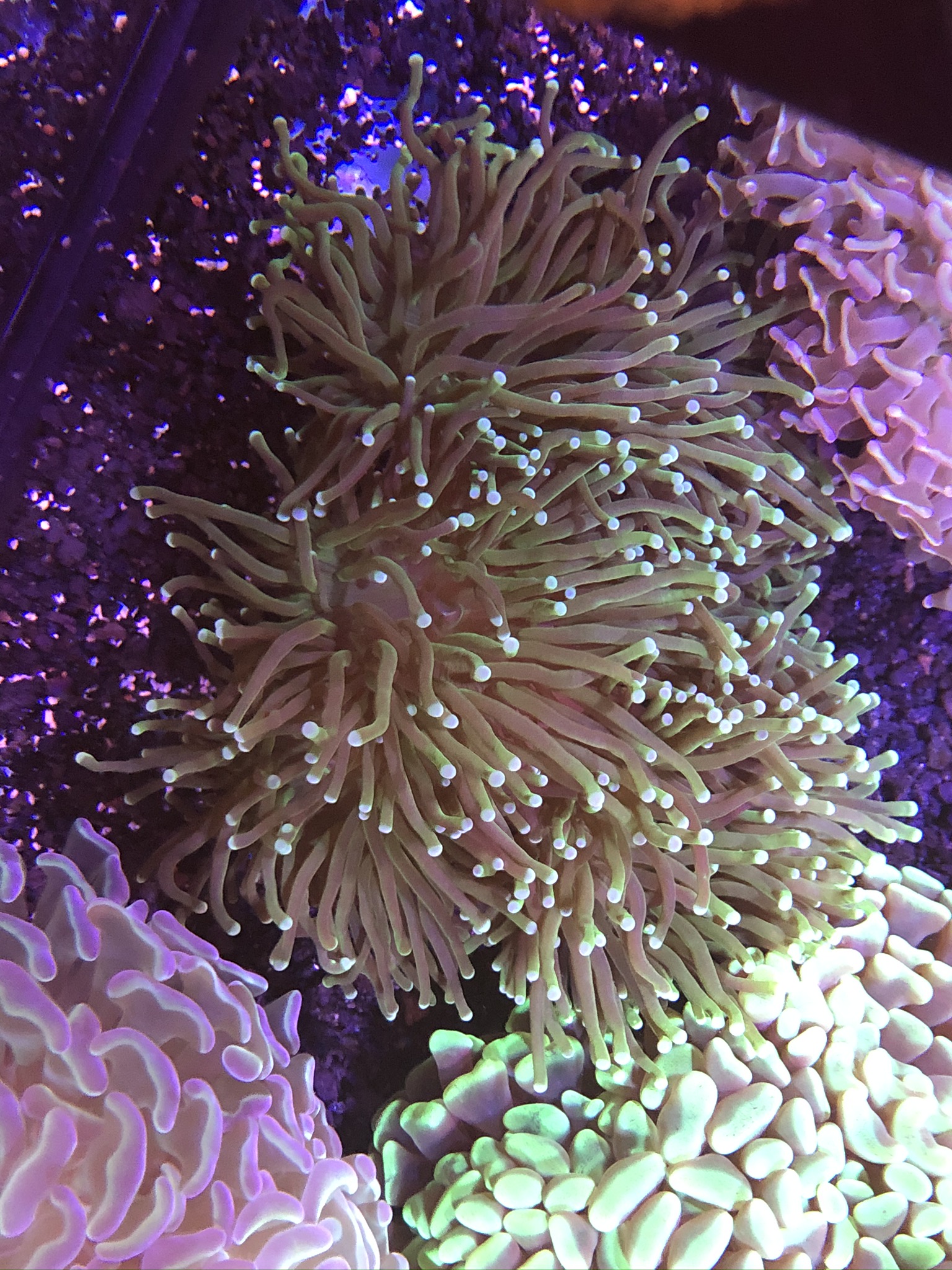 Replicate the live rock effect in your aquarium with life rocks by caribsea: Torch Coral - Waterworld Aquatics