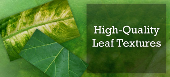✓ free for commercial use ✓ high quality images. 10 High Quality Free Leaf Textures Webfx