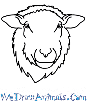 Head png png with transparent background. How To Draw A Sheep Face