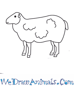 Sheep & lamb drawing lessons and step by step drawing tutorials. How To Draw A Sheep