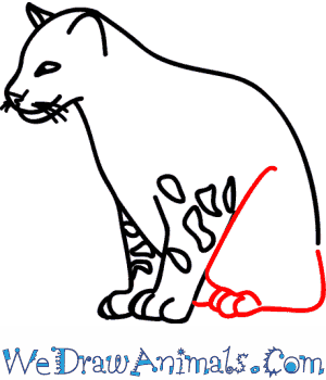 Draw the shoulder which is protruding on the back, . How To Draw A Clouded Leopard