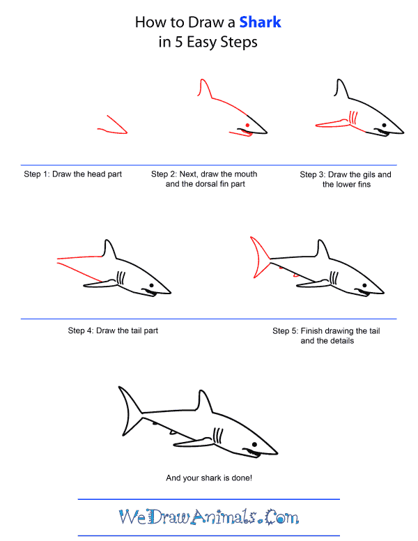 picture How To Draw A Tiger Shark Step By Step rsn msk ru