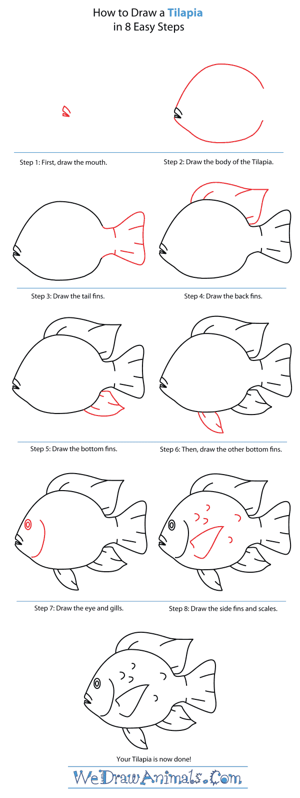 They eat almost anything, and, therefore, they are easy to feed. How To Draw A Tilapia