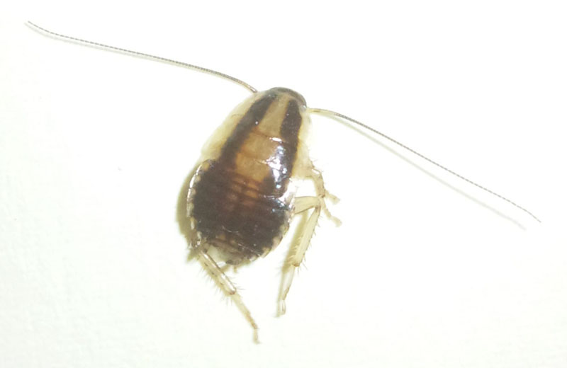 If you're concerned about your current . Cockroach Nymph Not Bed Bug What S That Bug