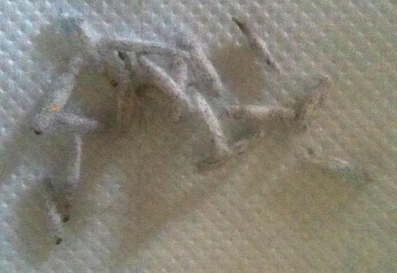 See clothes moths and plaster bagworms for a good bulletin. Case Bearing Moth Larvae from UK - What's That Bug?