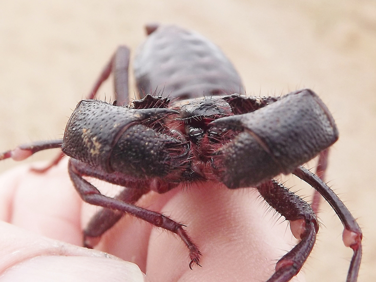 Istockphoto.com bed bugs (or cimex lectularius) are persistent,. Vinegaroon - What's That Bug?