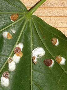 No special sheets are required to fit them. Cottony Maple-Leaf Scale: Pulvinaria acericola - What's