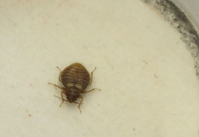 39+ Inspirational Bat And Barn Swallow Bugs - Control of Bed Bugs in Residences â Information for Pest : As the name suggests, swallow bugs are usually found in barns, .