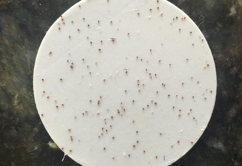 Even so, across age groups, many americans struggle to get their recommended amount of. Termite Pellets - What's That Bug?