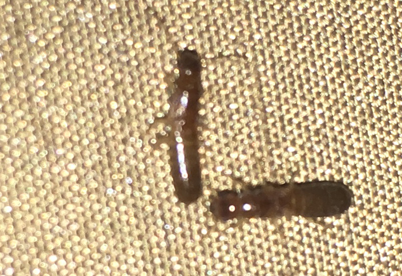 Here's how to prevent bed bugs from infesting your house. Evidence of a Termite Swarm - What's That Bug?