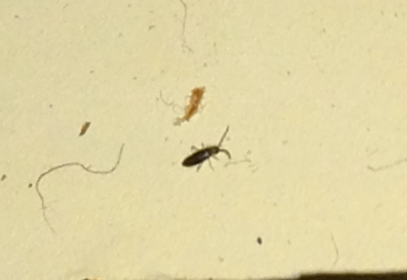 23+ Unique How Long Does It Take For Bed Bugs To Appear / SQL Workbench/J User's Manual SQLWorkbench - Despite their name, they can live practically anywhere, like on b.