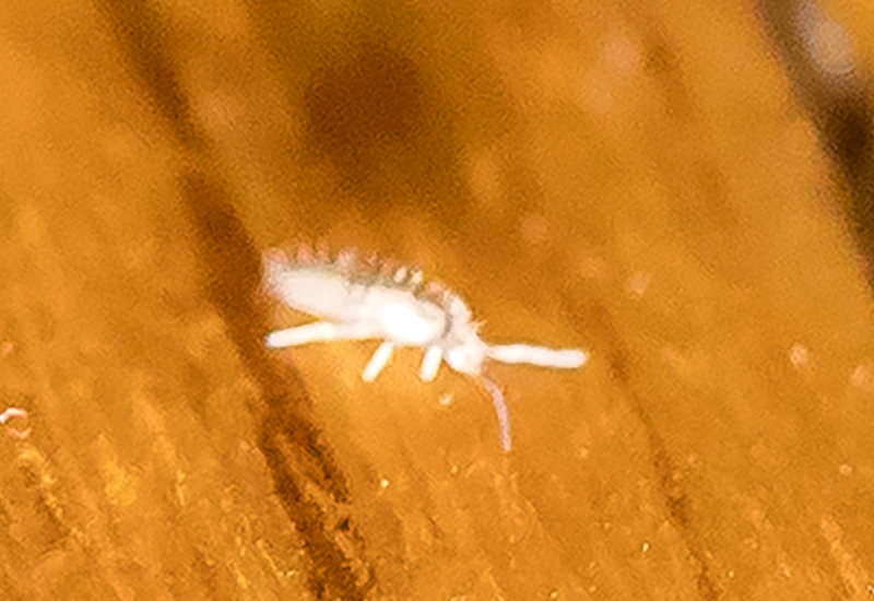The closest parker house cleaning company is maid professional, which is located at 10841 crossroads dr, ste 6, parker co 80134, however we … Springtails! Archives - What's That Bug?