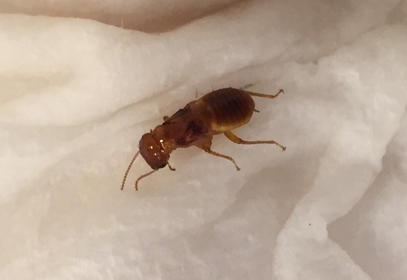 Bed bug bites can be itchy and unattractive, and they can sometimes get infected or even cause severe allergic reactions. Termite - What's That Bug?