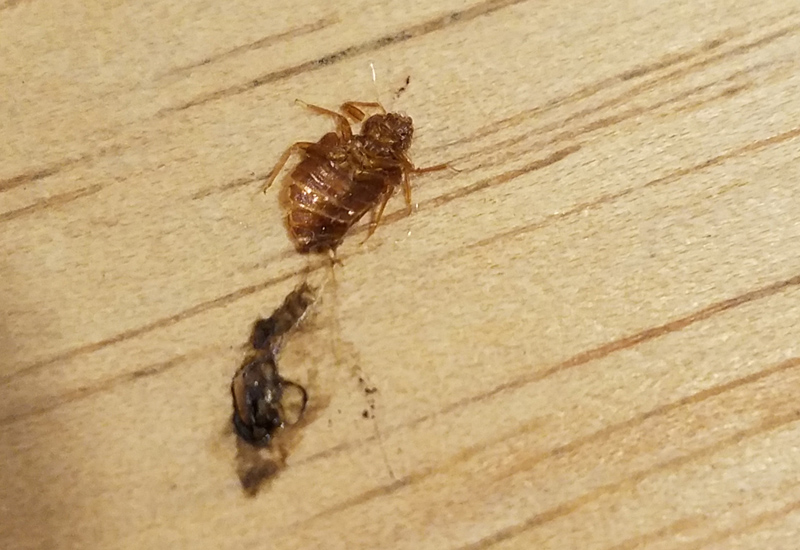 Here's how to prevent bed bugs from infesting your house. What's That Bug? - Page 2 of 4212 - Are we experts yet?