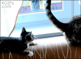 Think you know your cat? Ccm The Funniest Cat Gifs On The Interwebs