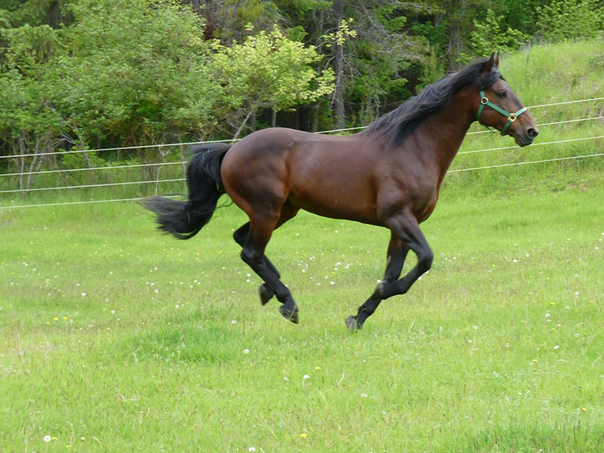 The bay horse offers safe storage for. Cleveland Bay Stallion | windover-ranch.ca