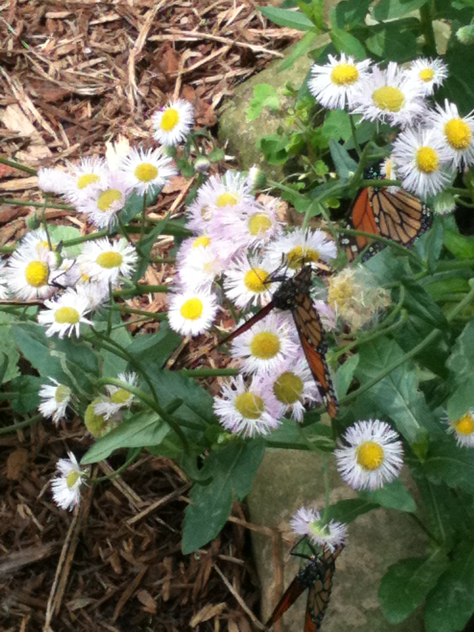 Butterfly Gardening Tips in Western Pennsylvania