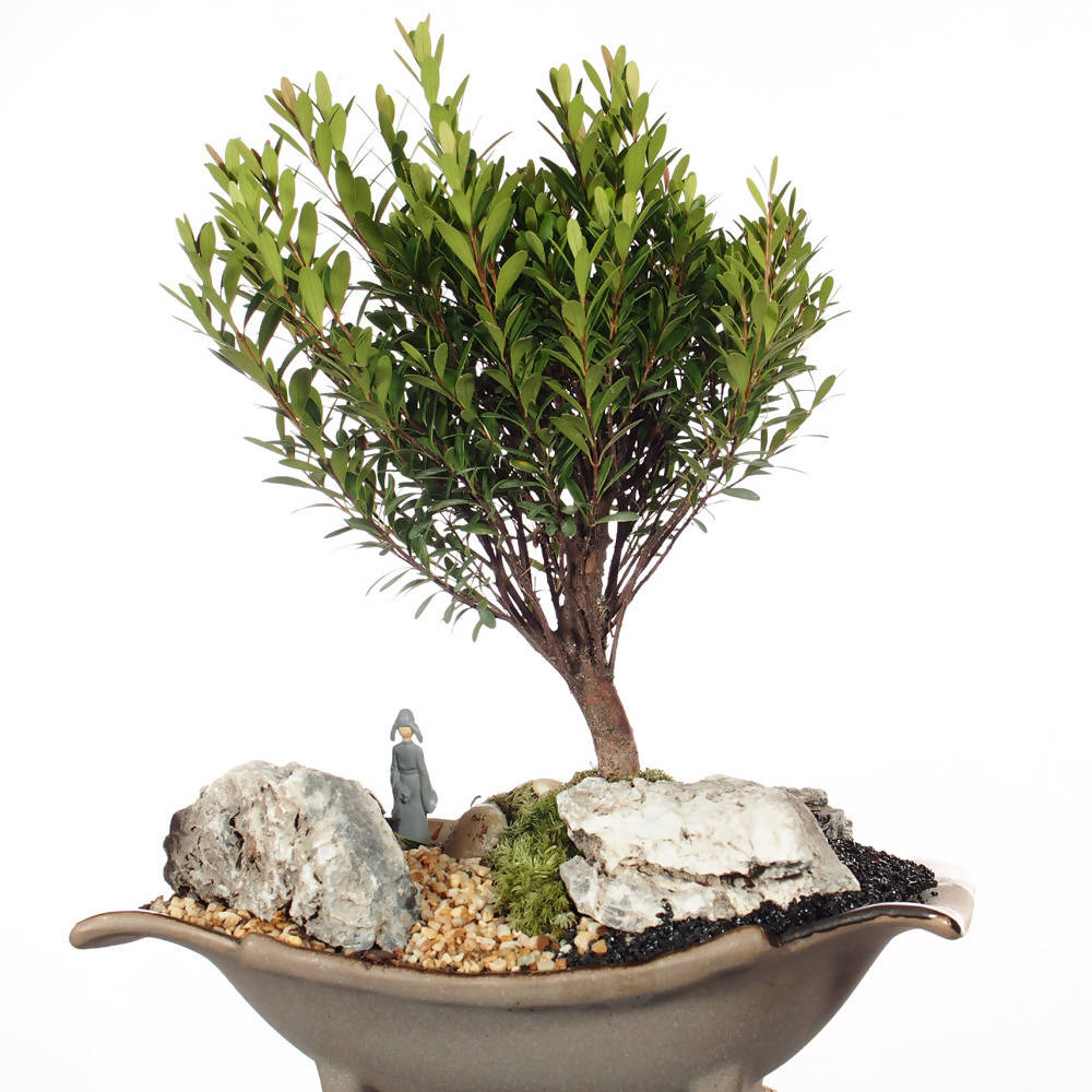 Syzygium Buxifolium Bonsai In Boat Shape Pot Woon Leng Nursery