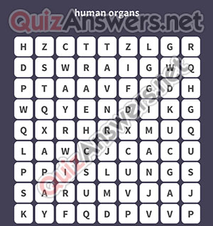 LUNGS LIVER HEART KIDNEY PANCREAS