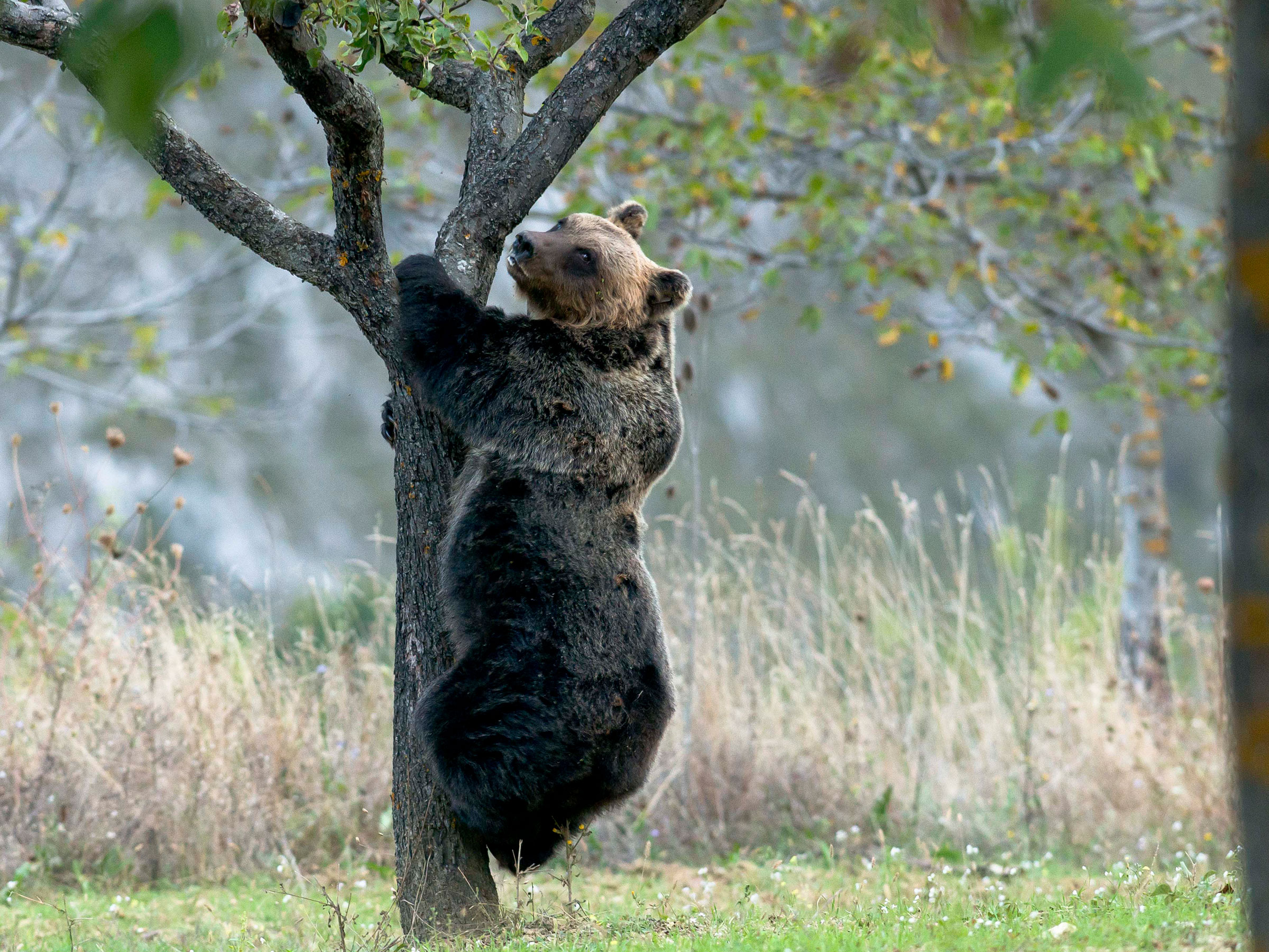 Abruzzo, Al Lavoro Per L'orso Bruno Marsicano | Wwf Italia 1800_x_2400_jpg