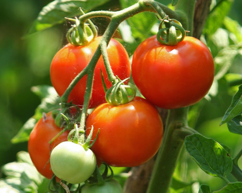 Katherine martinko is an expert in sustainable living. How To Grow Tomatoes Yates