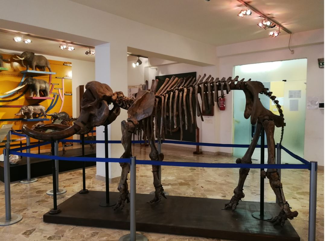 Unipa, Trovato Il Dna Degli Elefanti Nani Siciliani - Younipa - Università, Lavoro E Città 798_x_1077_jpg