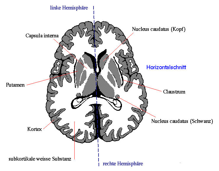 Die ab 1898 elektrisch betriebene straßenbahn verfügt heute über ein streckennetz von insgesamt 67,2 kilometern länge. Graue Substanz (Substantia grisea) || Med-koM