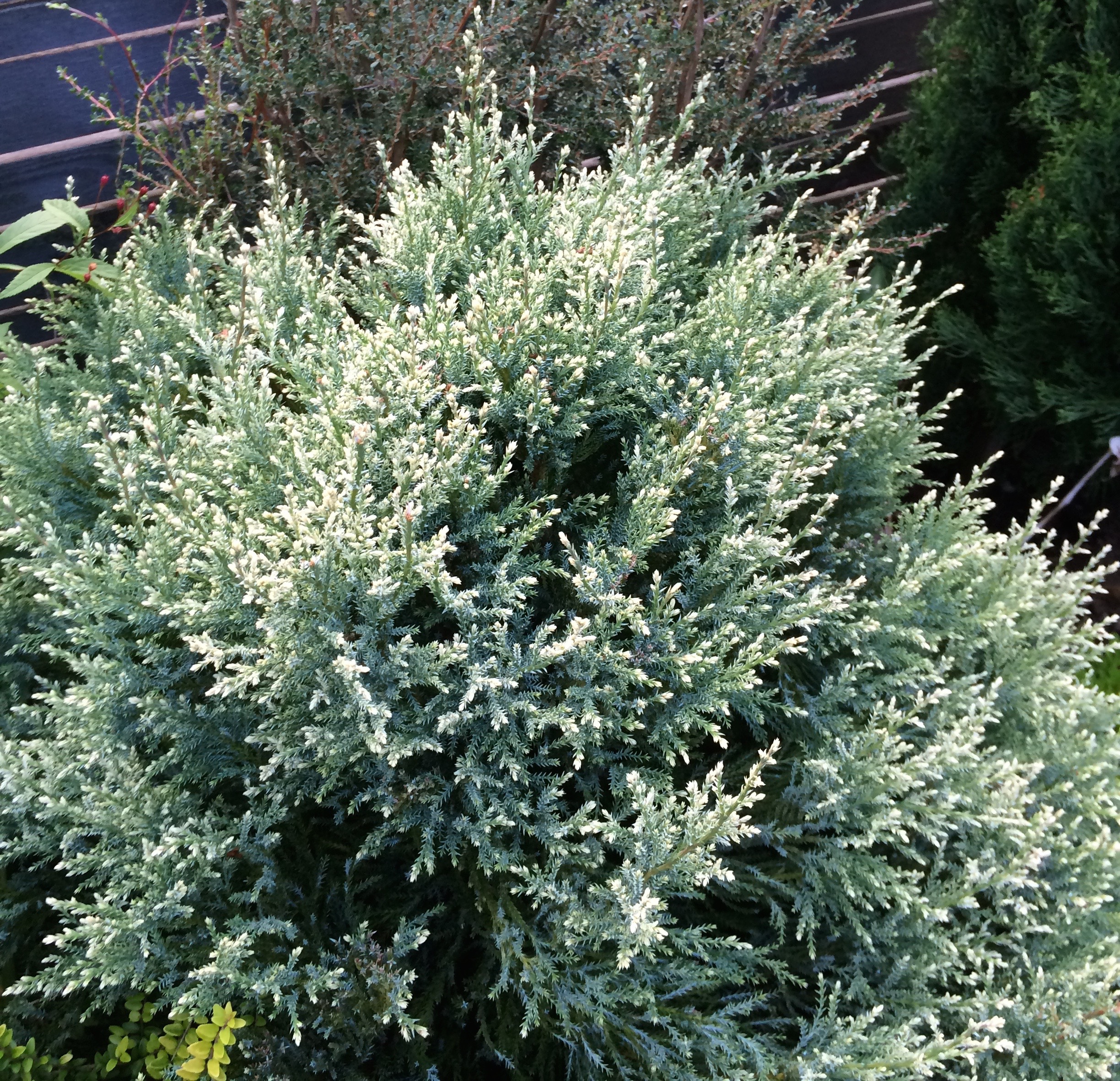 A network of sewers connected to homes and other buildings in a community deliver this contaminated water to a plant, wh. Chamaecyparis Pisifera Iceberg Xera Plants