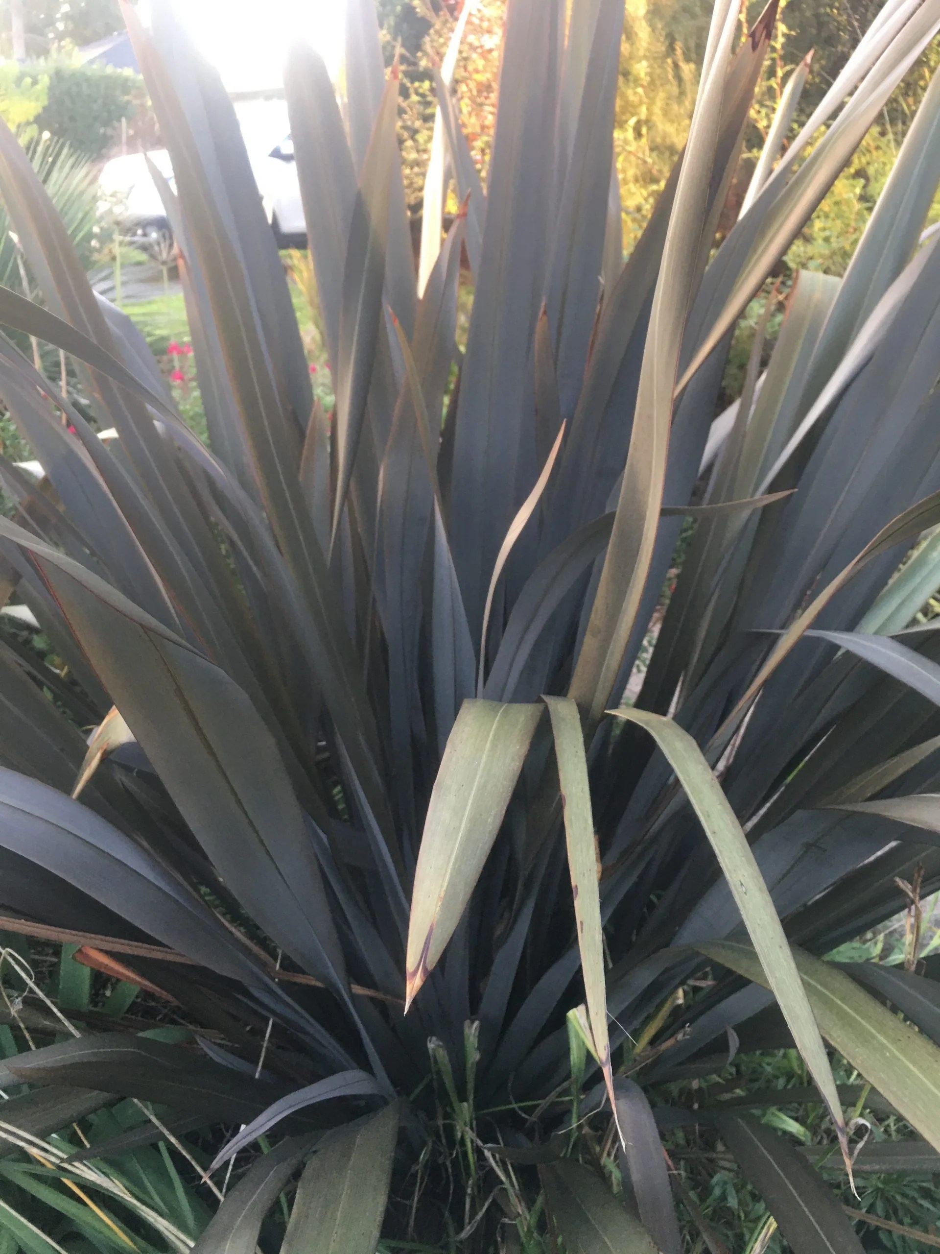 Phormium Tenax Plant Phormium Tenax Tony Tiger Boething Treeland