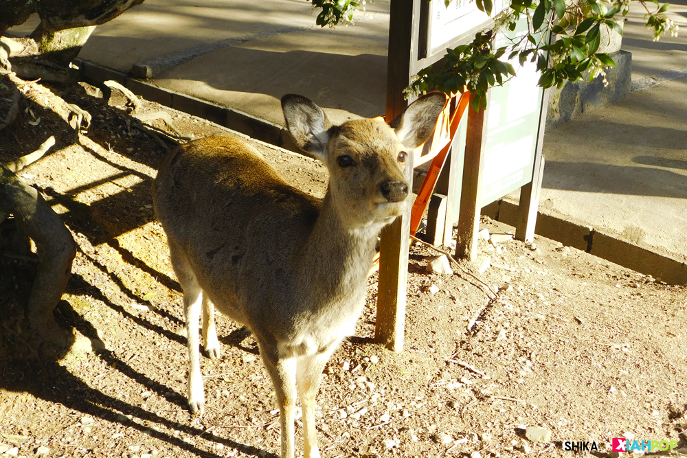 [Leyendas japonesas] Aquellos animales sagrados